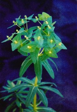 Euphorbia Pallasii Turcz Extract   